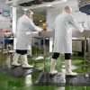 Anti-fatigue mats in use in a food processing plant